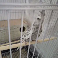 عروس هلندی ماده ایزابلا