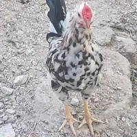 خروس گلین|پرنده|شازند, |دیوار