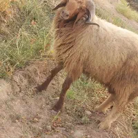قوچ گوسفند لب جنی دباعنه