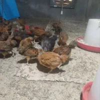 جوجه اصلاح شده تخمگذار