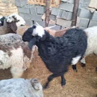 فروش سه عدد بره نر پلواری و دوعد میش بره|حیوانات مزرعه|مشهد مرغاب, |دیوار