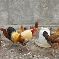 مرغ کرچ شو یکساله