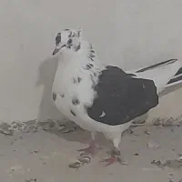 کبوتر  شازده