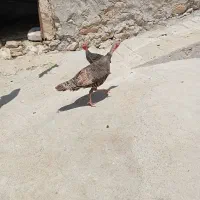 بوقلمون محلی