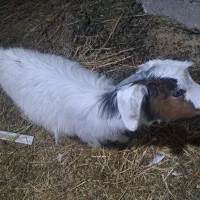 بز شکم دار و بزغاله|حیوانات مزرعه|رشت, ساغری سازان|دیوار