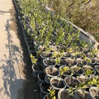 گل و گیاه نهال|خدمات باغبانی و درختکاری|شاهدشهر, |دیوار