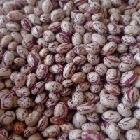 لوبیا چیتی لوکس