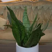 گل طبیعی|گل و گیاه طبیعی|مشهد, کارگران|دیوار