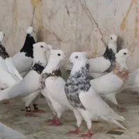 ۱۵۰تا طوقی بار جدید کبوتر صادقی بمب آورده براتون