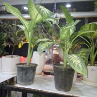 گل وگیاه طبیعی|گل و گیاه طبیعی|مشهد, هنرور|دیوار