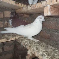 فروشی|پرنده|خان ببین, |دیوار