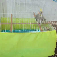 عروس هلندی|پرنده|مینودشت, |دیوار