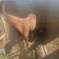 اسب|اسب و تجهیزات اسب‌سواری|بافق, |دیوار