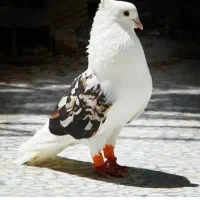 سلام یک کله دم سبز پیدا شده