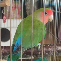 طوطی برزیلی|پرنده|نقده, |دیوار