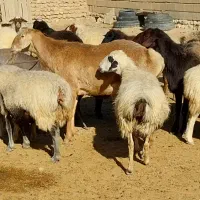 فروش دو راس قوچ|حیوانات مزرعه|مراوه, |دیوار