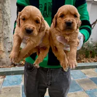 توله‌های گلدن رتریور|سگ|تهران, درکه|دیوار