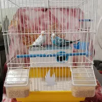 یک جفت مرغ عشق|پرنده|تبریز, |دیوار