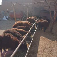 گوسفند، بره قزل افشار نر وماده|حیوانات مزرعه|سراب, |دیوار