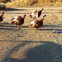 بوقلمونمحلینر|حیوانات مزرعه|بانه, |دیوار