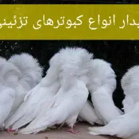انواع کبوتر های تزینی