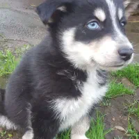 هاسکی|سگ|کوچصفهان, |دیوار