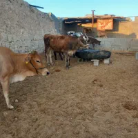 گاو و گوساله|حیوانات مزرعه|کردیان, |دیوار