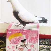 دم سیاه ملقی