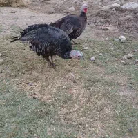 بوقلمون ماده|حیوانات مزرعه|شیروان (لرستان), |دیوار