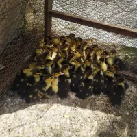 فروش جوجه اردک اسرائیلی