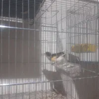 سلام .یک عدد قناری نر جوان خوی|پرنده|خمینیشهر, |دیوار