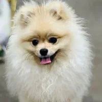 حیوان خانگی سگ پامر|سگ|نوشهر, |دیوار