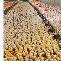 استخدام کارگر فنی و نگهبان مرغداری