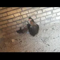 مرغ محلی عربی اصل