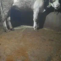 کاو شکم دوم|حیوانات مزرعه|زنجانرود, |دیوار