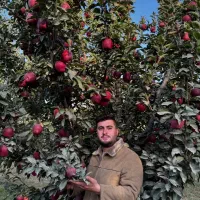 عرصه نهال میوه در نهالستان غرب