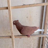 سرخ دم سفید  درشت