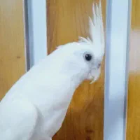 عروس هلندی البینو