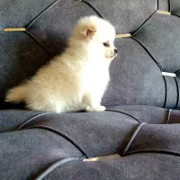 پامرانین سایز ریزتضمینی|سگ|کرج, گوهردشت|دیوار