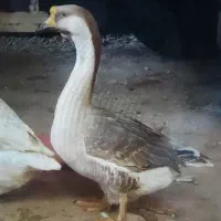 قو غاز