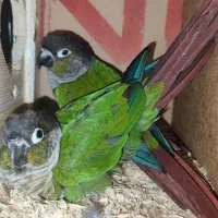 یک جفت طوطی گرینچیک