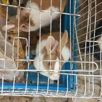 دو عدد خرگوش نر