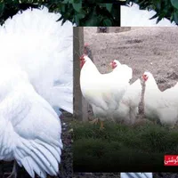 بوقلمون زنده گوشت ضد سرطان ارگانیک مرغ زنده گوشتی|حیوانات مزرعه|قم, شهدا|دیوار