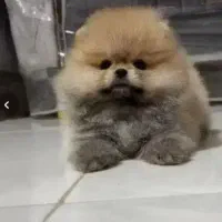 توله سگ 80روزه پامر وارداتی از روسیه عکس متعلق خود|سگ|مشهد, وکیل‌آباد|دیوار