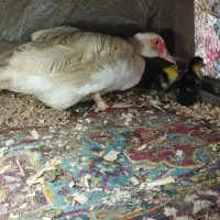 جوجه اردک مسکوی یا اسراییلی|حیوانات مزرعه|ساری, |دیوار