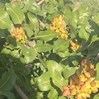 فروش-یا-معاوضه3-هکتار-باغ-پسته-ثمری