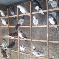 جوجه کفتر