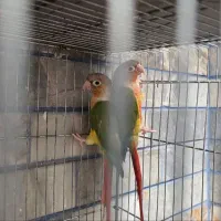 گرینجیک
