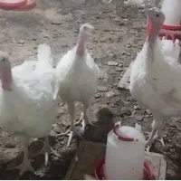 5عدد بقلمون گوشتی یکجا بفروش میرسد