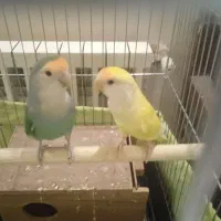 طوطی برزیلی گرینچیک|پرنده|تهران, فرزانه|دیوار